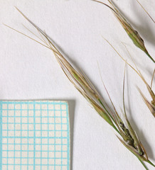 Bromus commutatus