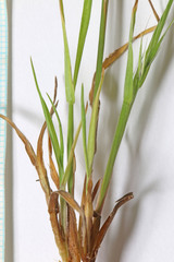 Bromus commutatus