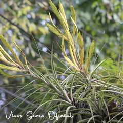 Tillandsia inopinata