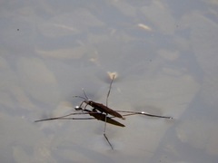 Limnoporus notabilis