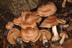 Cortinarius veregregius