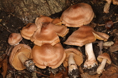 Cortinarius veregregius