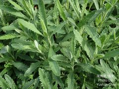 Lavandula × heterophylla