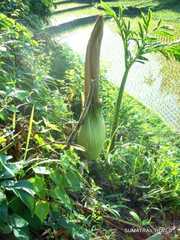 Amorphophallus titanum