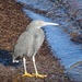 Pacific Reef-Heron - Photo (c) belvedere04, some rights reserved (CC BY-NC), uploaded by belvedere04