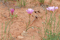 Calochortus ciscoensis