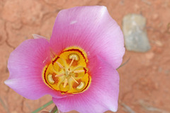 Calochortus ciscoensis