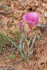 Calochortus ciscoensis
