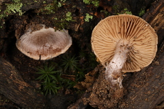 Cortinarius subtabularis