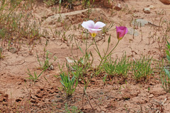 Calochortus ciscoensis