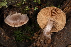 Cortinarius subtabularis