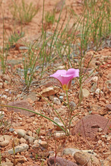 Calochortus ciscoensis