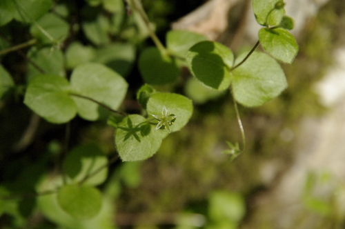 Stellaria uchiyamana iNat (1)