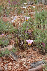 Calochortus ciscoensis