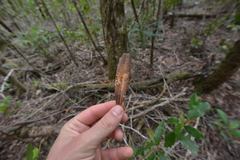 Nothofagus aequilateralis