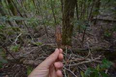 Nothofagus aequilateralis