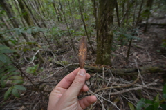 Nothofagus aequilateralis