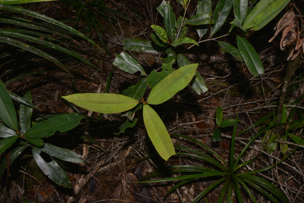 Nothofagus aequilateralis (Baum.-Bod.) Steenis 3
