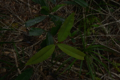 Nothofagus aequilateralis