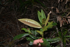 Nothofagus aequilateralis