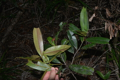 Nothofagus aequilateralis