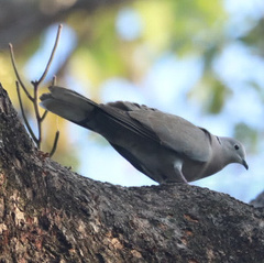 Streptopelia decaocto