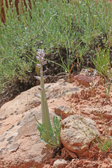 Caulanthus crassicaulis