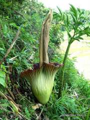 Amorphophallus titanum