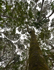 Nothofagus aequilateralis