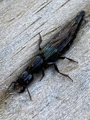 Thyreocephalus