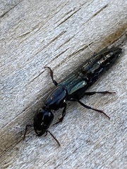 Thyreocephalus