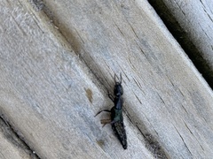 Thyreocephalus