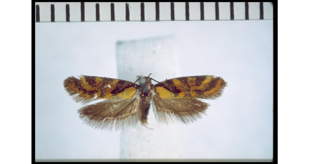 Tingena decora