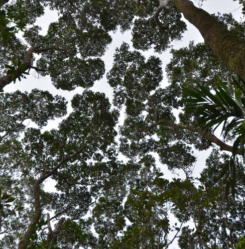 Nothofagus aequilateralis