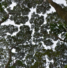 Nothofagus aequilateralis