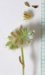 Cryptantha gracilis