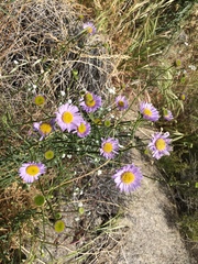 Erigeron foliosus