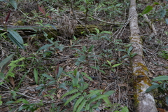 Nothofagus aequilateralis