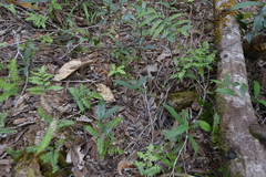 Nothofagus aequilateralis