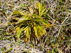 Aciphylla similis