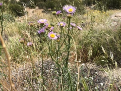 Erigeron foliosus