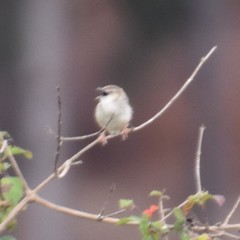 Cisticola cherina