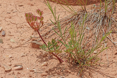 Cymopterus purpureus