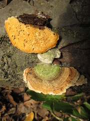 Trametes hirsuta image