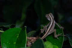 Anolis marmoratus