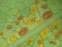Coleosporium plumeriae