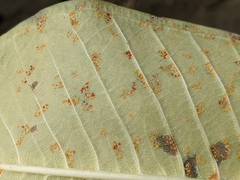 Coleosporium plumeriae