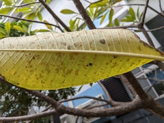 Coleosporium plumeriae