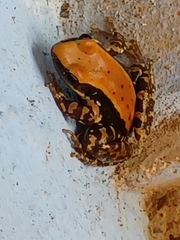 Hydrophylax bahuvistara