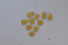 Coleosporium plumeriae